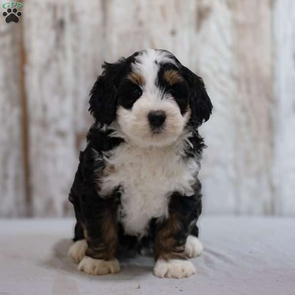 Fernando, Mini Bernedoodle Puppy